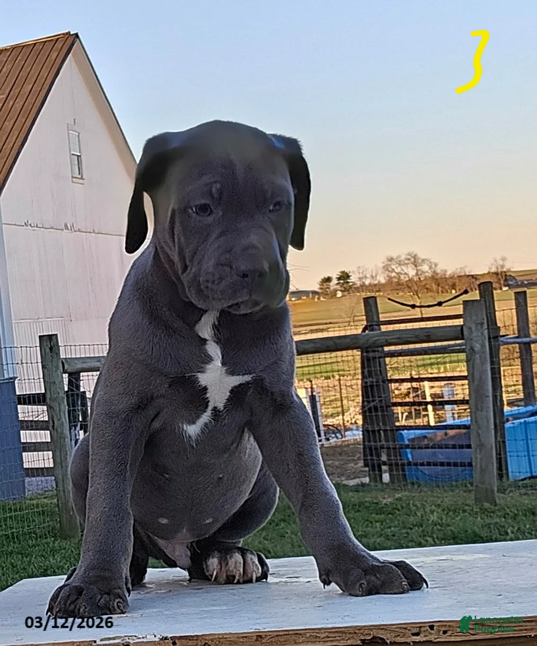 Cane Corso dogs for sale: Adam - Ad 1