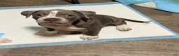 American Pit Bull Terrier dogs for sale: American Pit Bull Terrier 1 - Ad 1