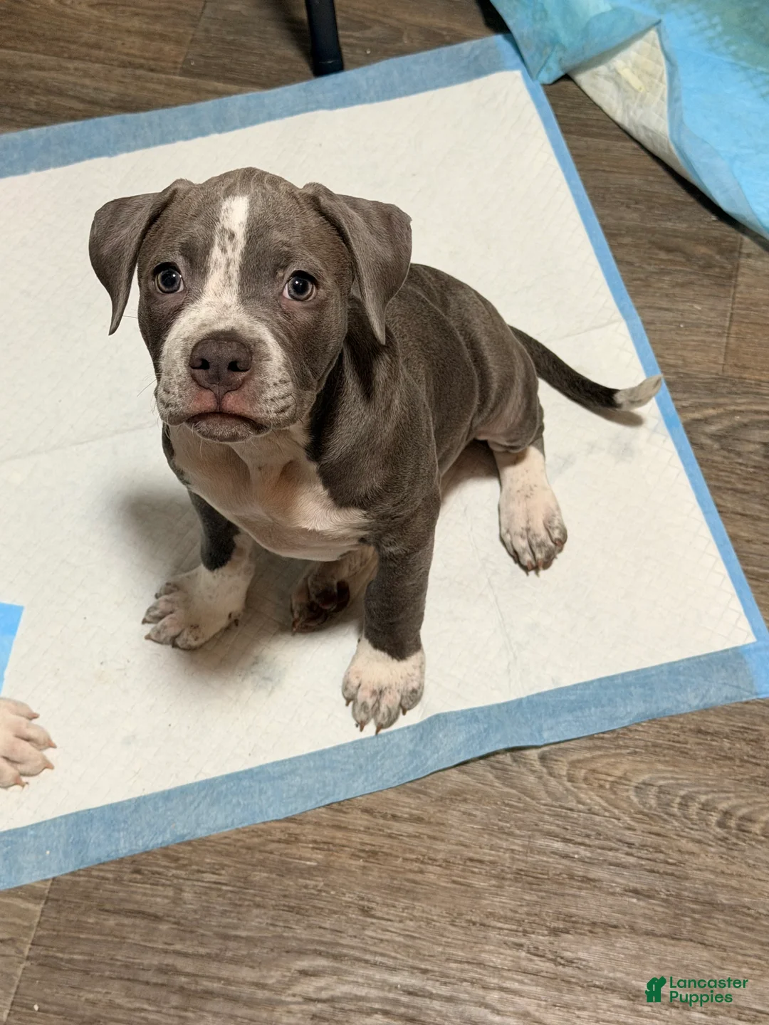 American Pit Bull Terrier dogs for sale: American Pit Bull Terrier 1 - Ad 1