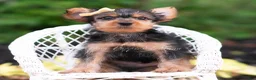 Yorkshire Terrier dogs for sale: Quibbi - Ad 3