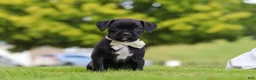 Boxer dogs for sale: Lainey - Ad 3