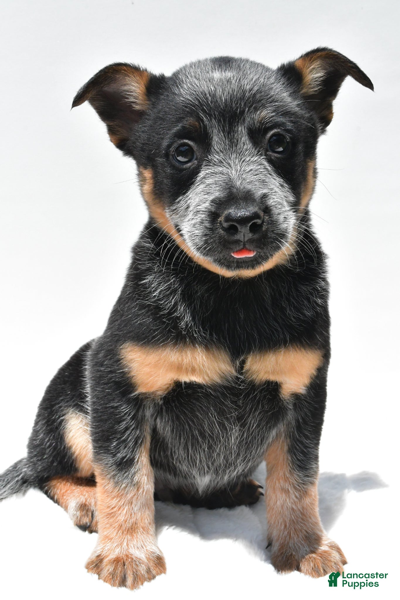 Australian Cattle Dog dogs Blue Boy - Ad 1