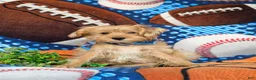 Shorkie dogs for sale: Ludlow Hypoallergenic - Ad 2
