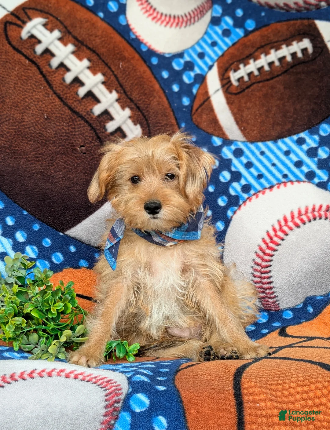 Shorkie dogs for sale: Ludlow Hypoallergenic - Ad 2