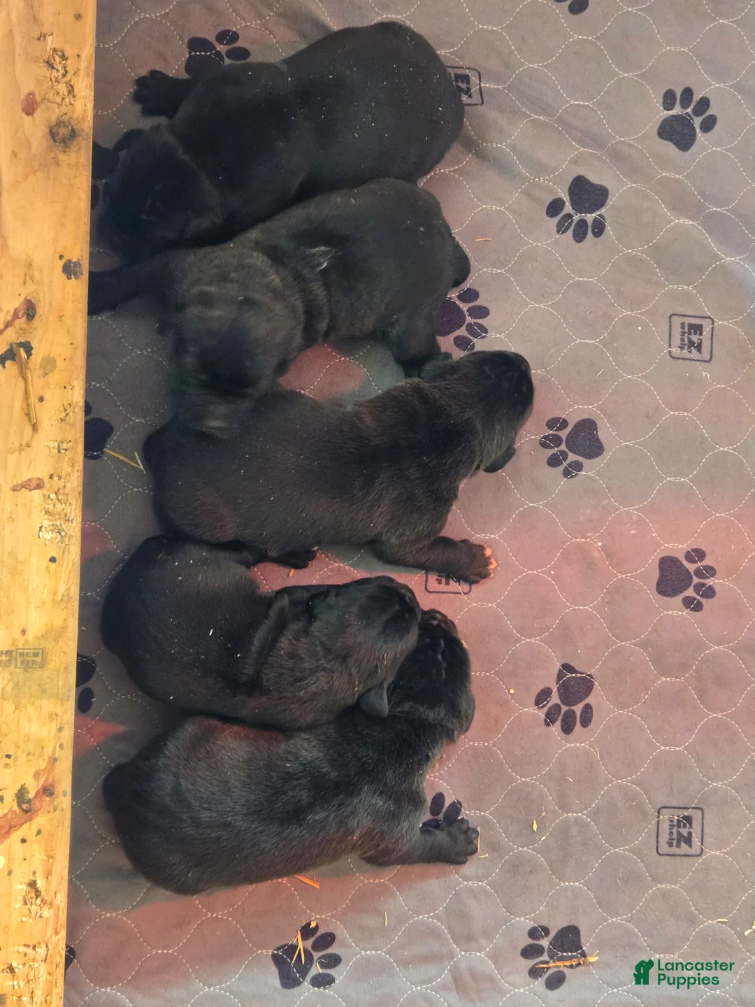 Cane Corso dogs for sale: Cane Corso Puppy 1 - Ad 1