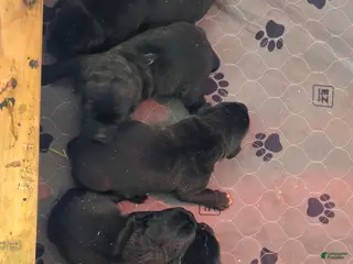 Cane Corso dogs for sale: Cane Corso Puppy 1 - Ad 1