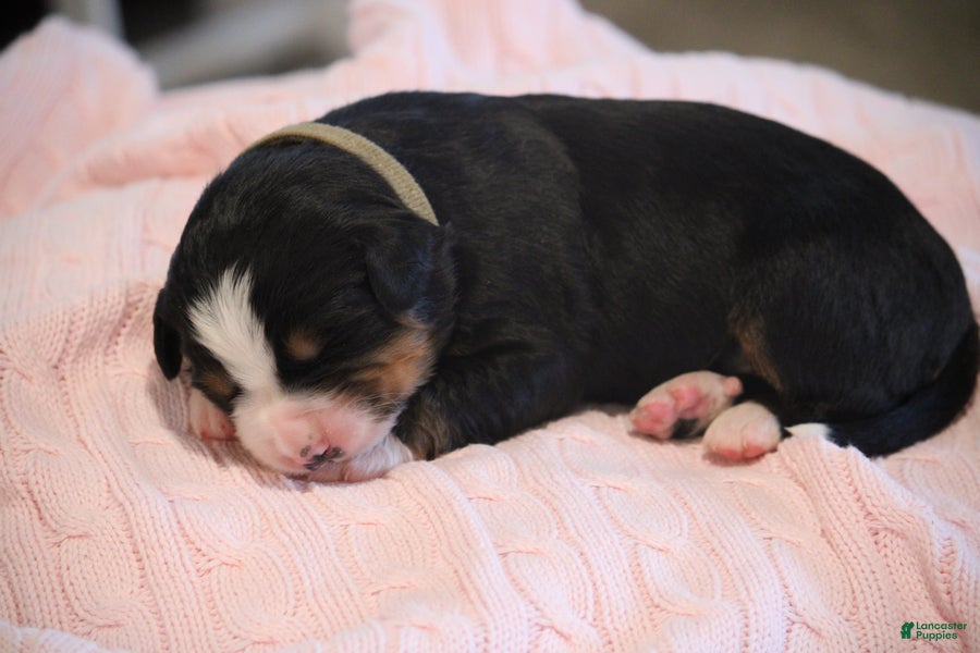 Bernese Mountain Dog dogs Pansey - Ad 1