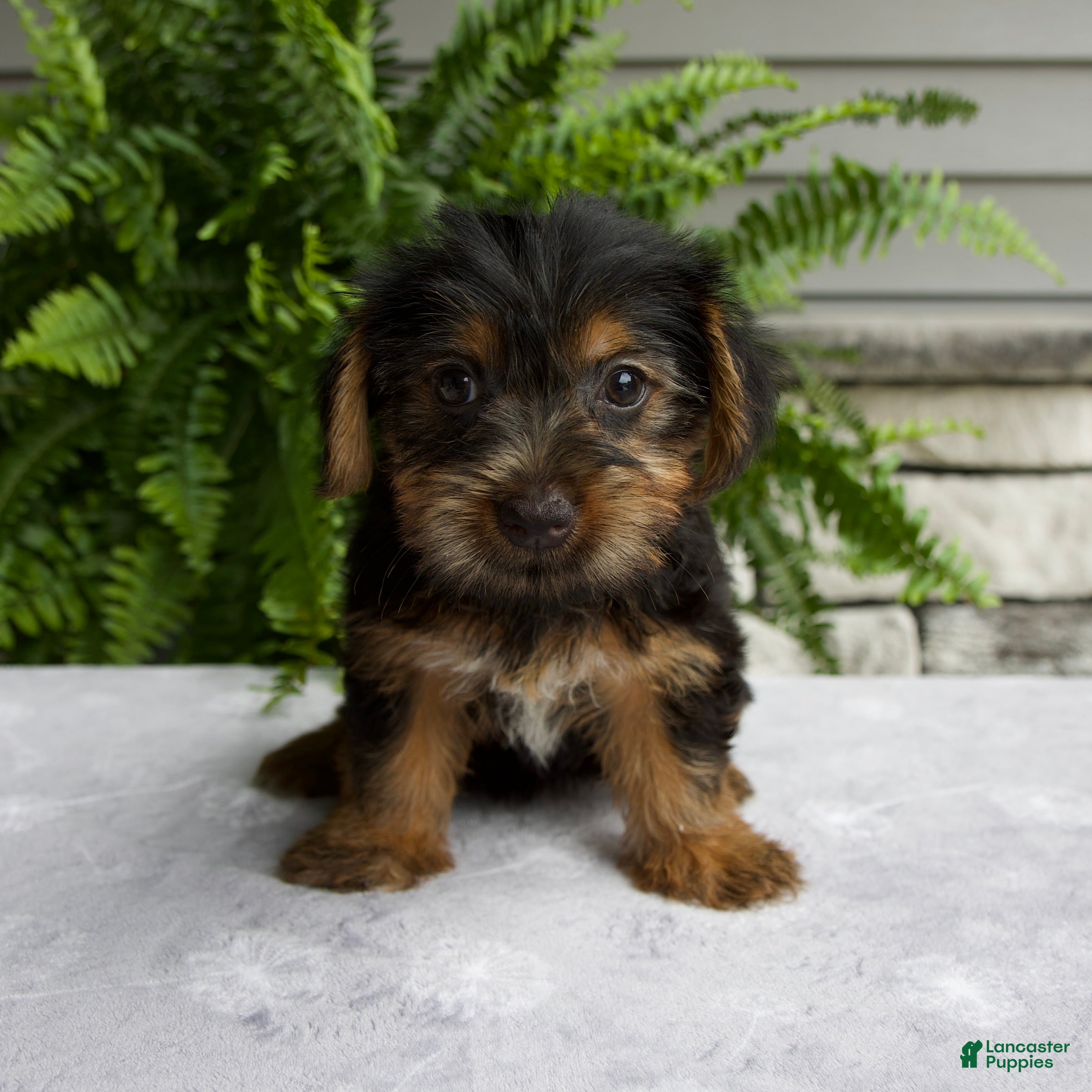 Yorkshire Terrier dogs Cassie - Ad 1