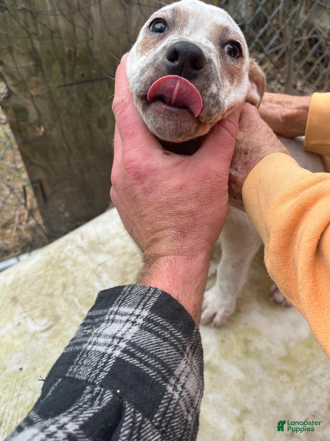 Mixed Breed dogs for sale: Mixed Breed Puppy 6 - Ad 2