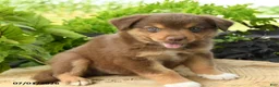 Australian Shepherd dogs for sale: Pip  - Ad 3