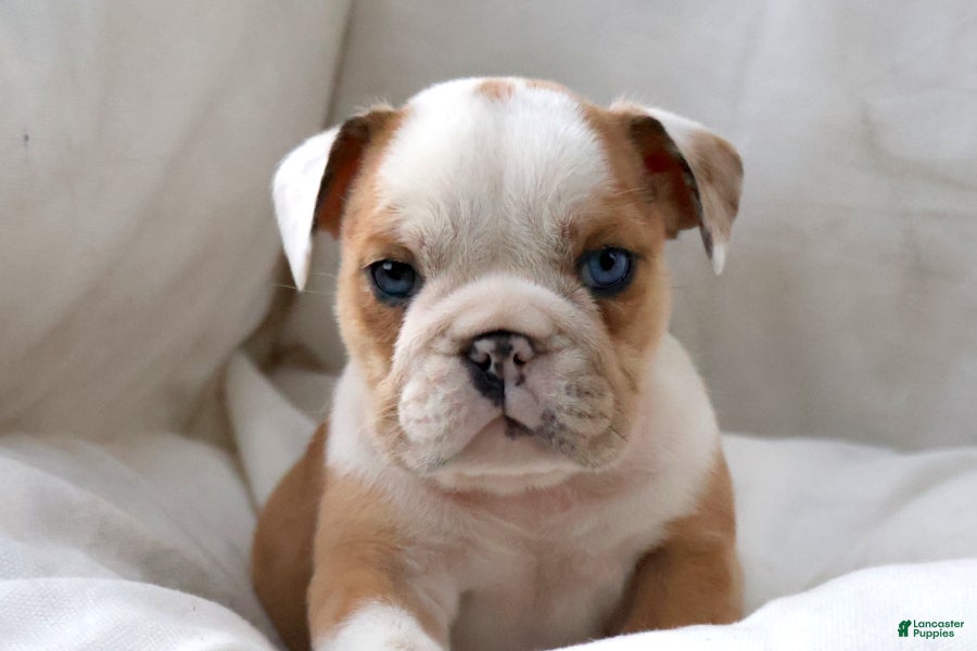 Dante (Bulldog, Male) in Sugarcreek, OH