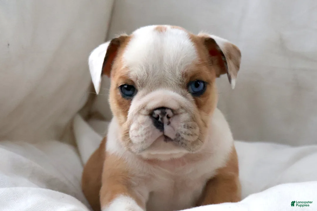 English Bulldog dogs for sale: Dante - Ad 1