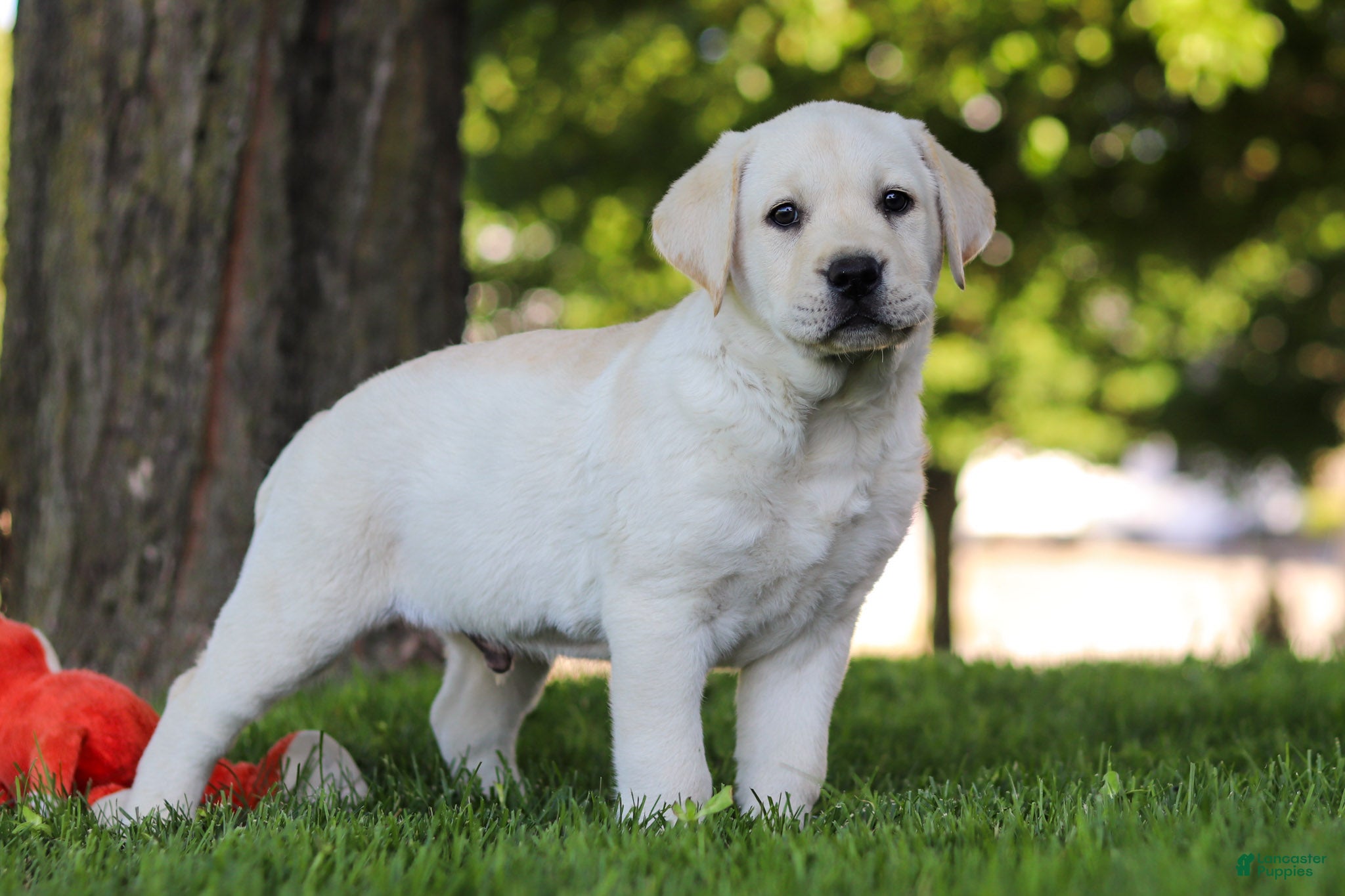 Labrador Retriever dogs for sale: Billy - Ad 6