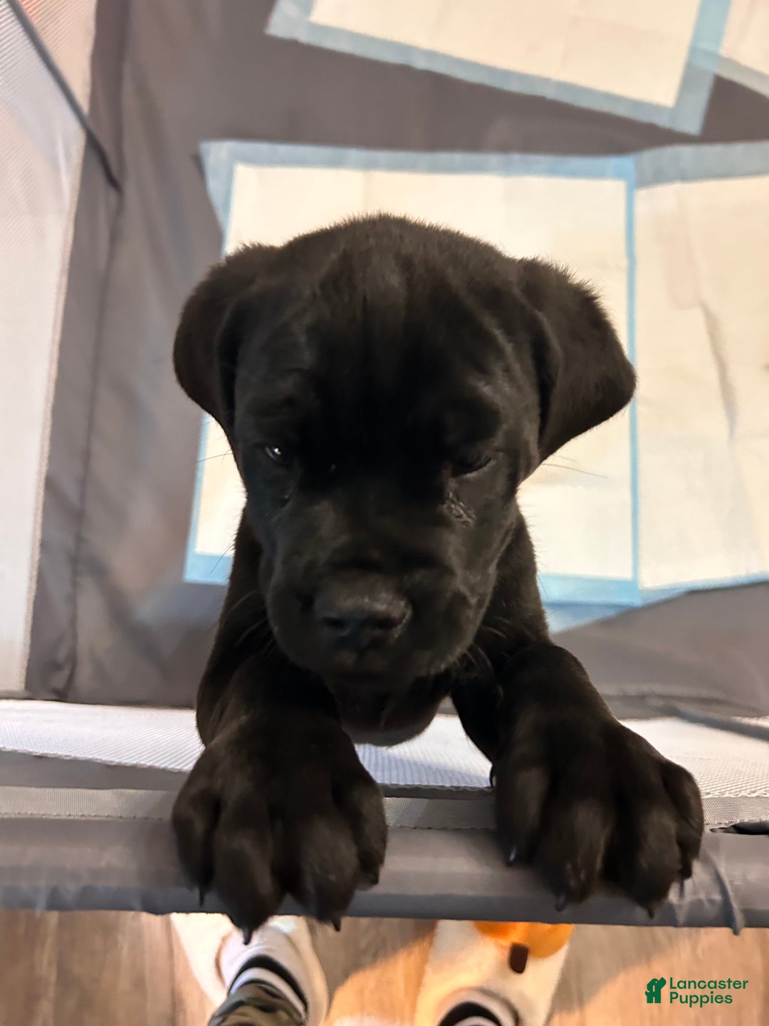Cane Corso dogs for sale: Scruff  - Ad 5