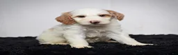 Mini Goldendoodle dogs for sale: Ms. Ashley - Ad 3