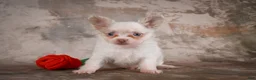 Chihuahua dogs for sale: Charlie - Ad 3