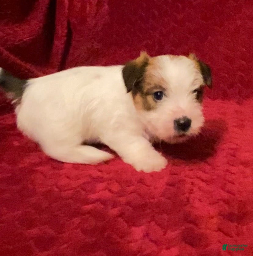 Jack Russell Terrier dogs Jack Russell Terrier Puppy 5 - Ad 3