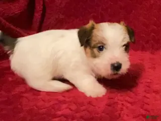 Jack Russell Terrier dogs Jack Russell Terrier Puppy 5 - Ad 3