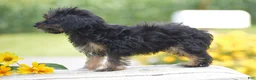 Yorkiepoo dogs for sale: Anya - Ad 5