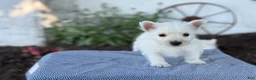West Highland Terrier dogs for sale: Bandit - Ad 12