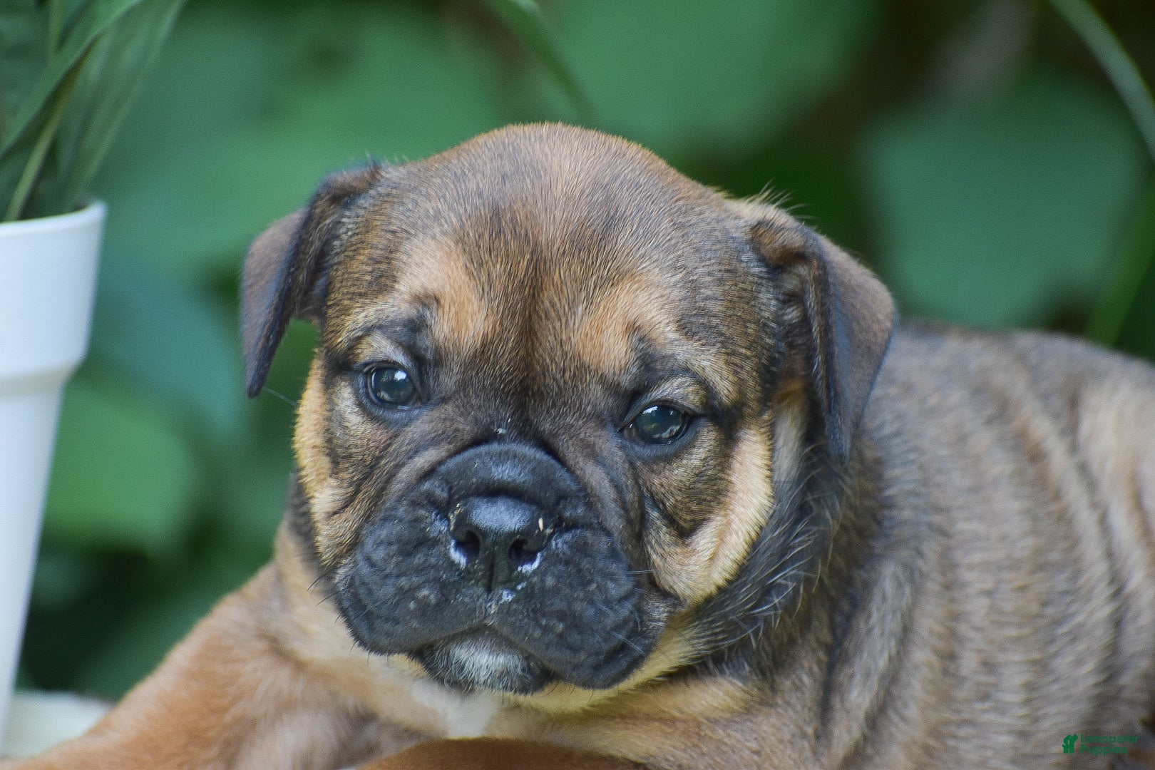 Olde English Bulldogge dogs Moose - Ad 2