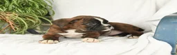 Boxer dogs for sale: Frisky - Ad 3