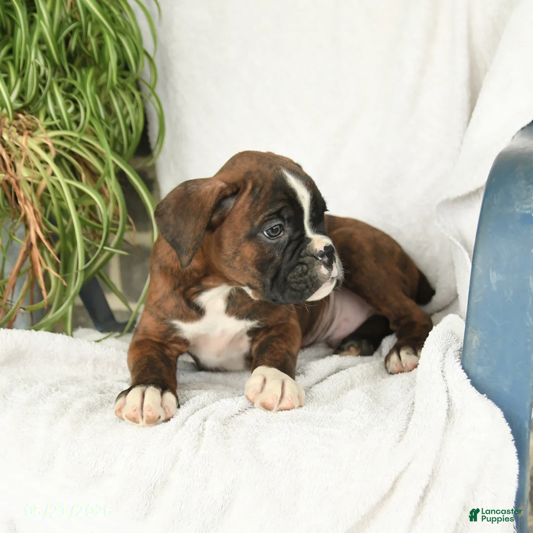 Boxer dogs for sale: Frisky - Ad 3