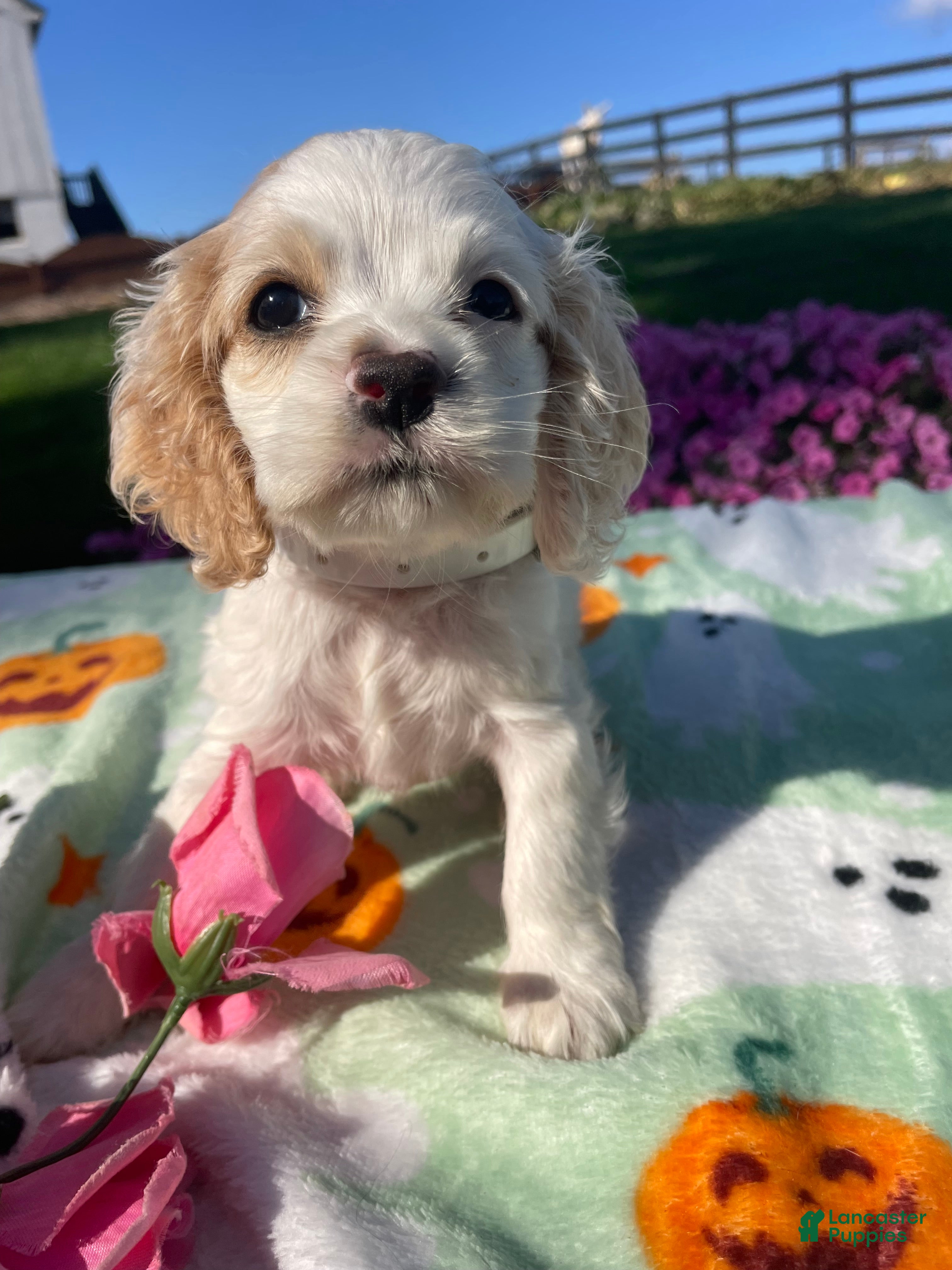 Cocker Spaniel dogs Olive - Ad 1
