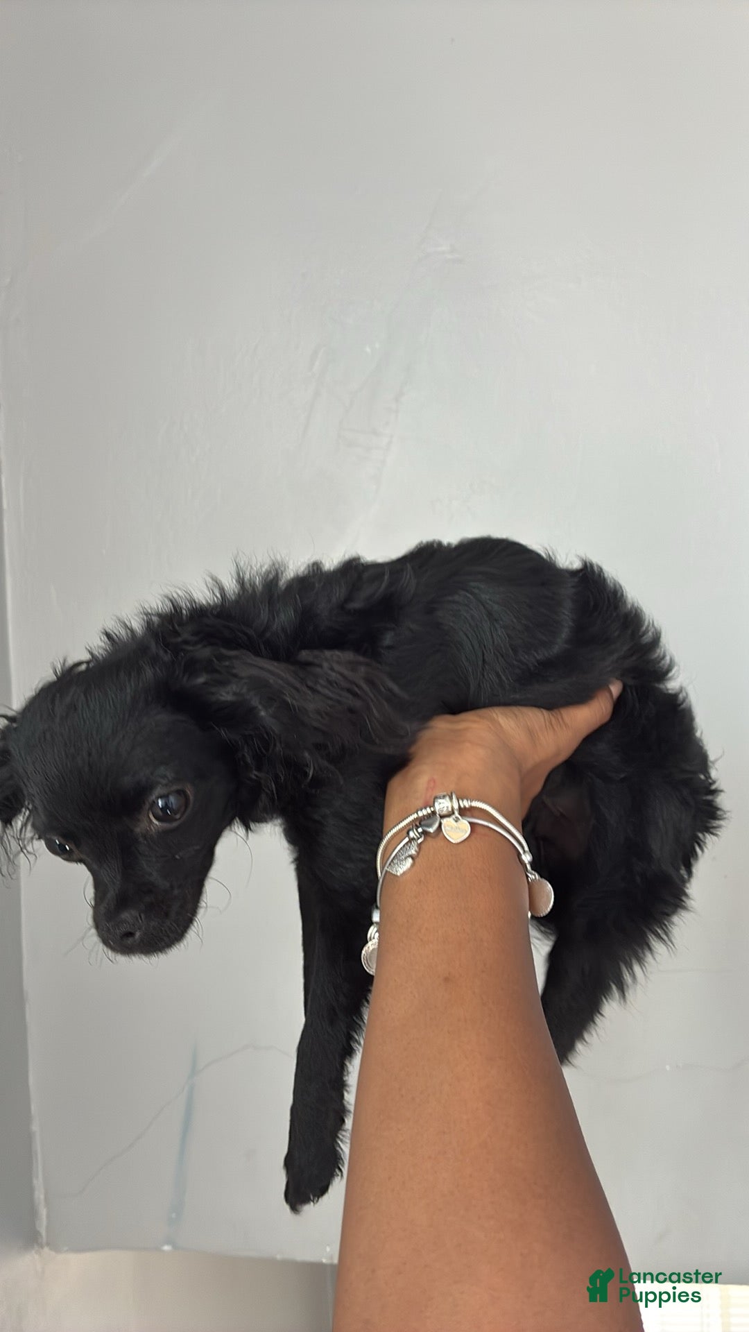 Mixed Breed dogs Mixed Breed 2 - Ad 36