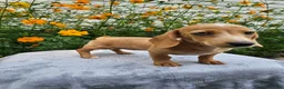 Miniature Dachshund dogs for sale: Roxy - Ad 5
