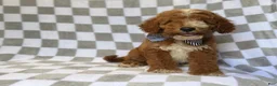 Mini Goldendoodle dogs for sale: Cosmo - Ad 7