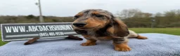 Miniature Dachshund dogs for sale: AKC Show Dapple- Russian - Ad 14