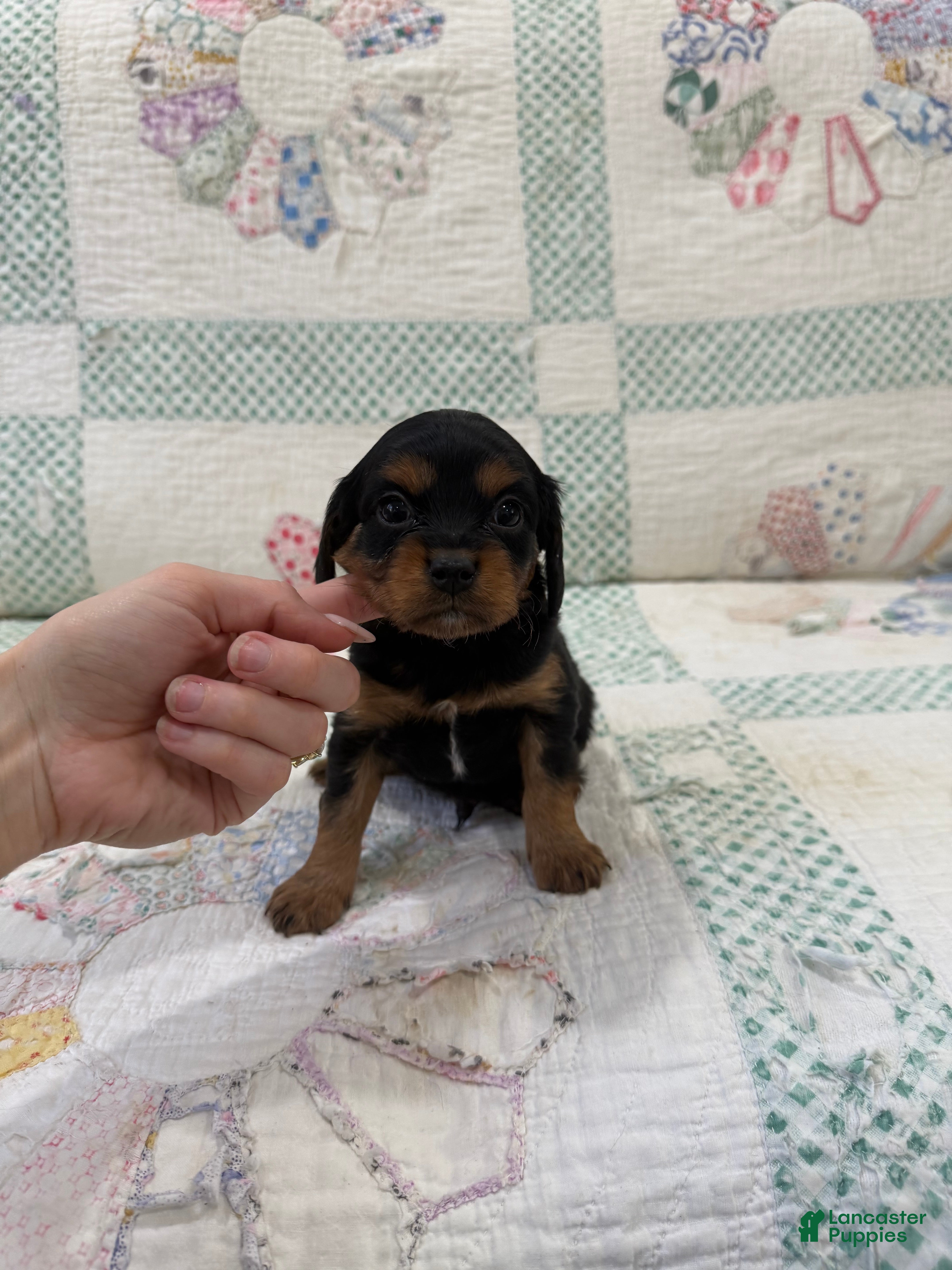 Cavapoo dogs Cavapoo Puppy 2 - Ad 1