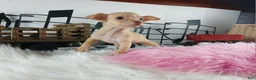 Chihuahua dogs for sale: Teacup Red Fawn girl, Nationwide Delivery  - Ad 7
