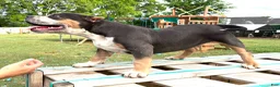American Bully dogs for sale: American Bully Puppy 1 - Ad 8
