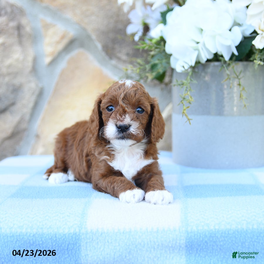 Cavapoo dogs Maple   - Ad 2
