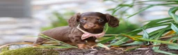 Miniature Dachshund dogs for sale: Stella - Ad 3