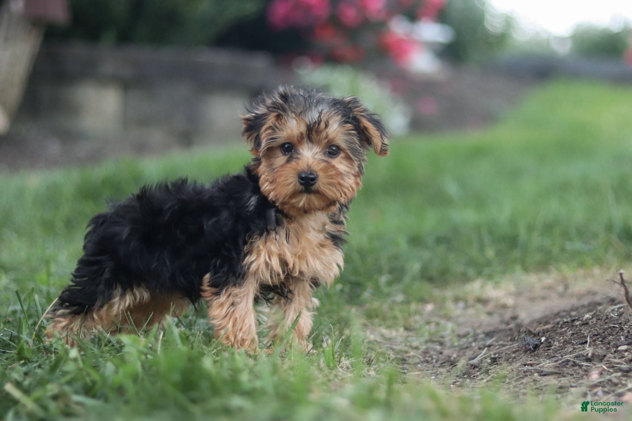 Yorkiepoo dogs Beckham - Ad 2