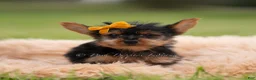 Yorkshire Terrier dogs for sale: Zeke - Ad 6