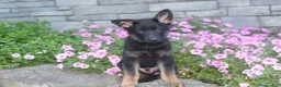 German Shepherd dogs for sale: Buddy  - Ad 8