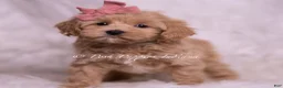 Maltipoo dogs for sale: Joanna - Ad 3