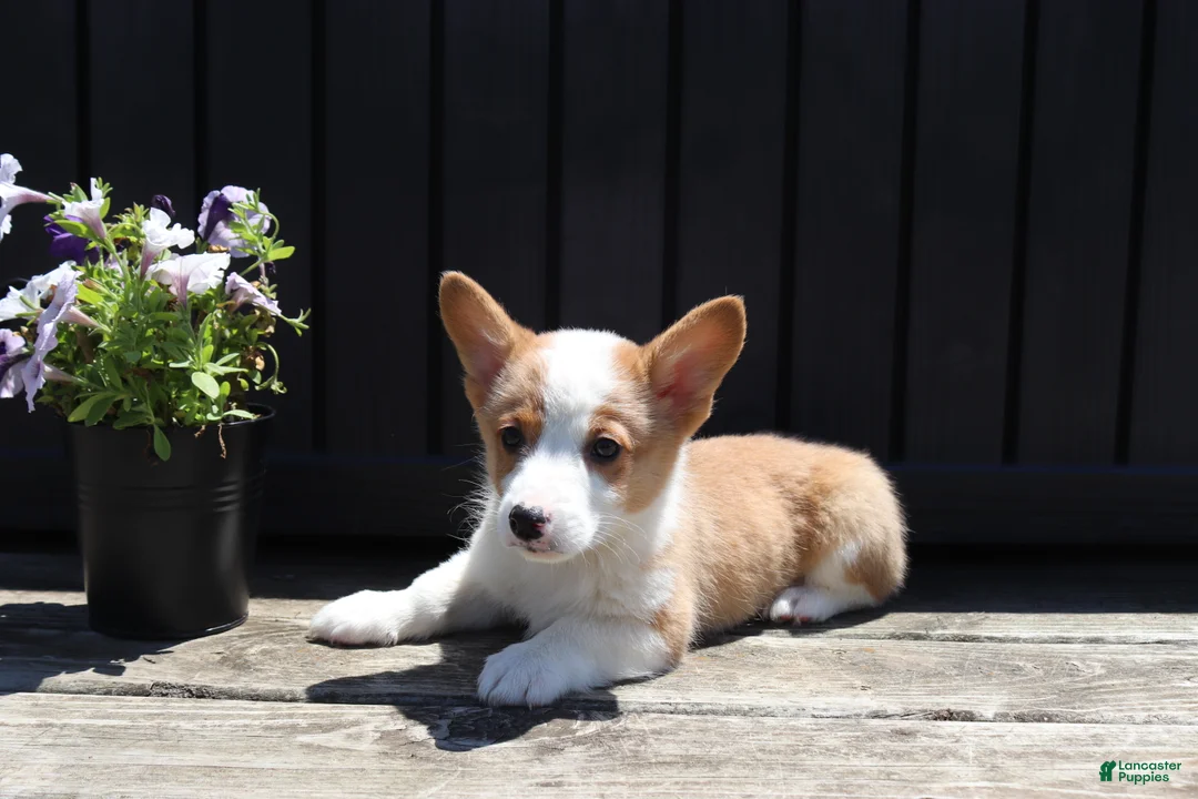 Welsh Corgi Pembroke dogs for sale: Samuel - Ad 2