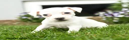 Jack Russell Terrier dogs for sale: Popcorn - Ad 3