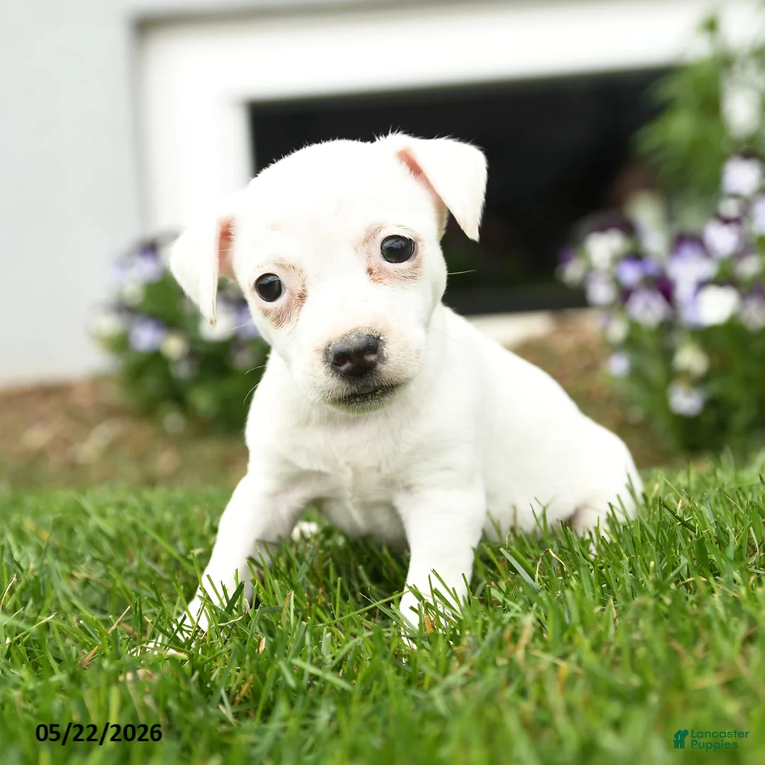 Jack Russell Terrier dogs for sale: Popcorn - Ad 3
