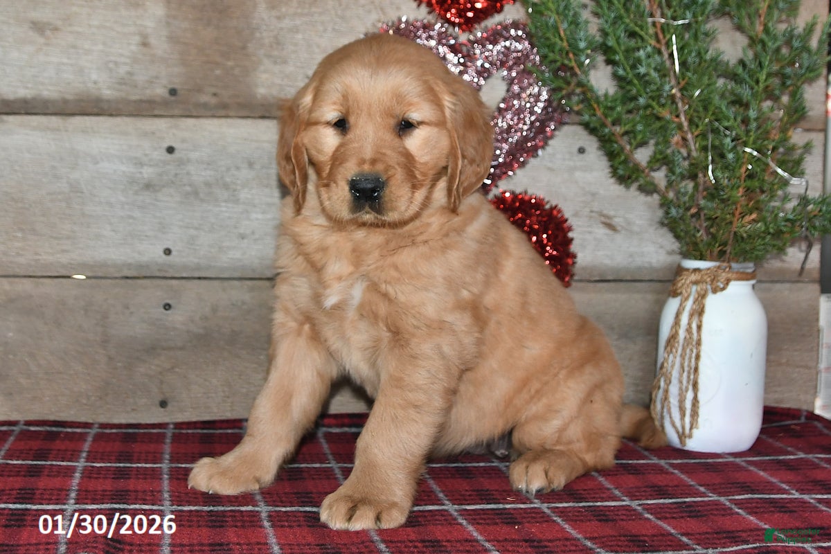 Golden Retriever dogs Amber - Ad 36