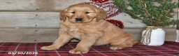 Golden Retriever dogs for sale: Amber - Ad 1