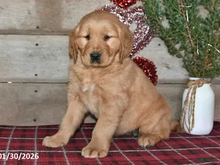 Golden Retriever dogs Amber - Ad 36