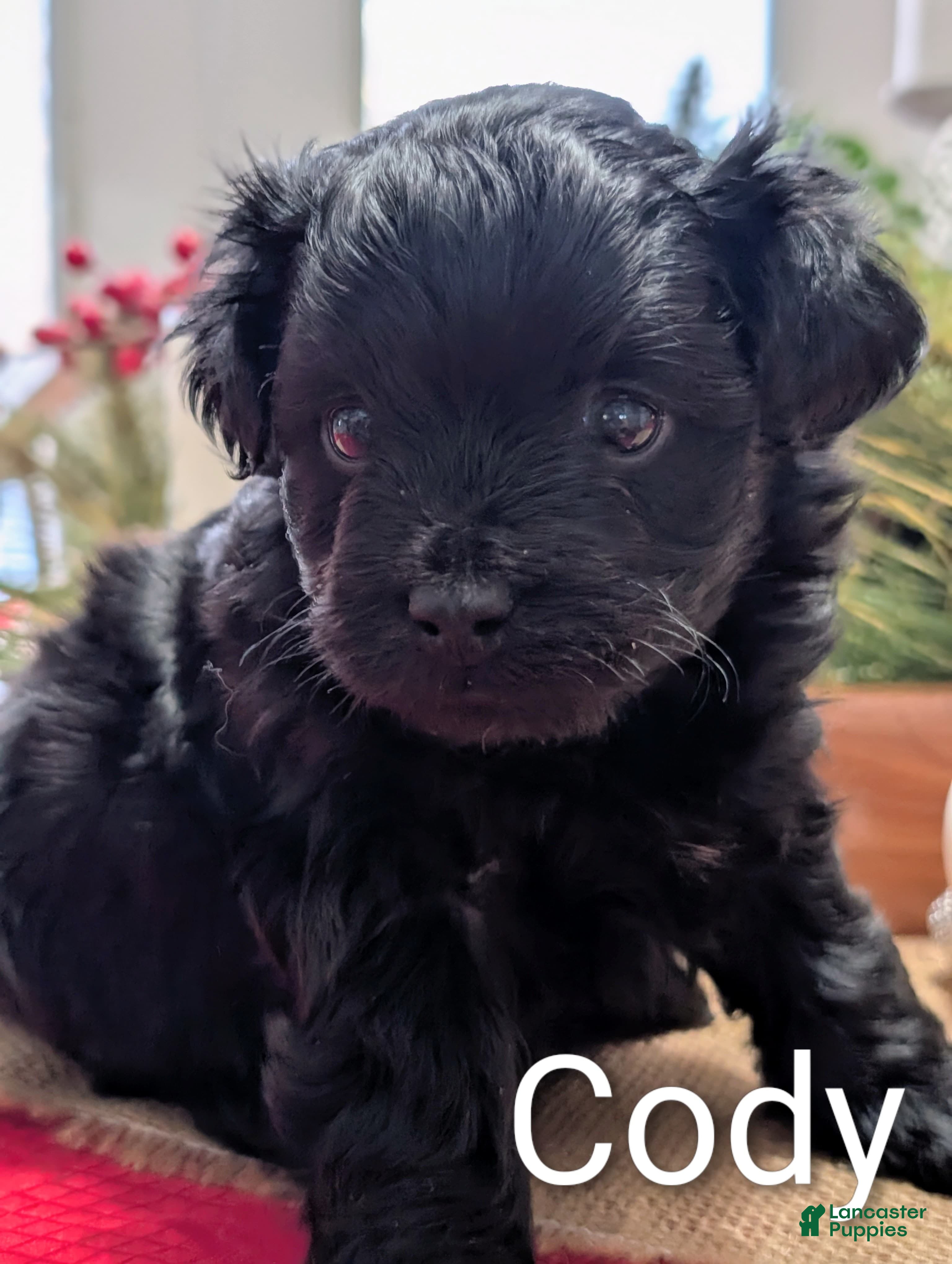 Yorkiepoo dogs Cody - Ad 26