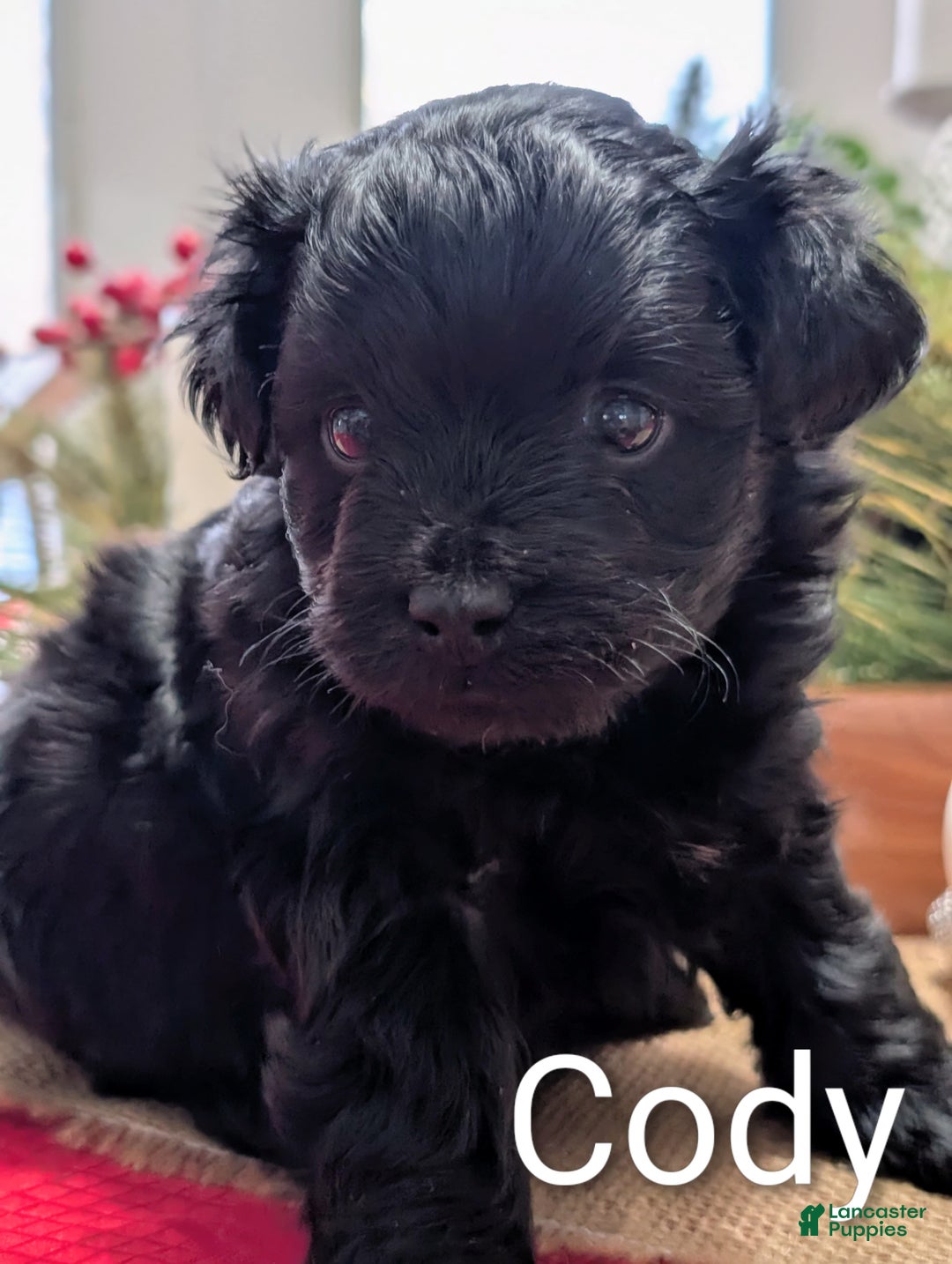 Yorkiepoo dogs for sale: Cody - Ad 1