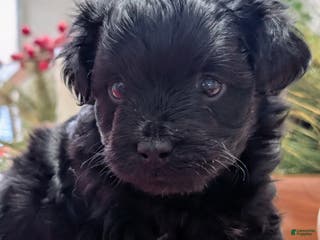 Yorkiepoo dogs Cody - Ad 35